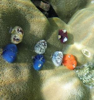 eine Gruppe verschiedenfarbiger Steine im Sand