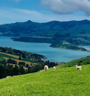 三只羊在湖景山上吃草