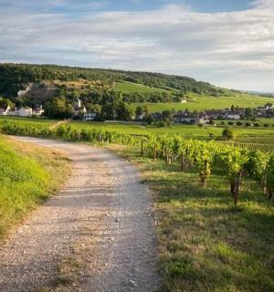 田野里长满藤蔓的土路
