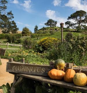 hlouček dýní sedících na stole v zahradě