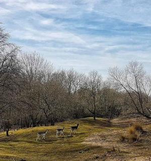 一群动物站在有树的山上