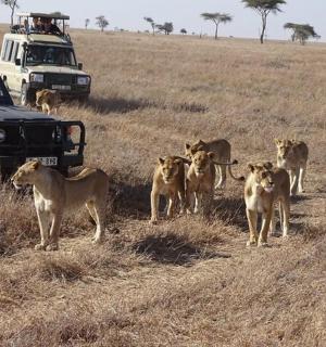 a group of lions walking in front of a truck