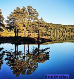 湖面上树木的倒影