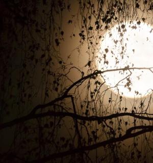 以太阳为背景的植物轮廓