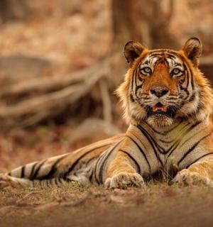 a tiger laying on the ground in the grass
