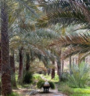 一头大象穿过棕榈树种植园