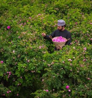 一名男子在花田里提着篮子