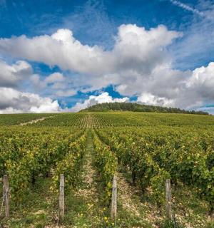 蓝天白云的大葡萄园