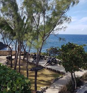 egy park fákkal és az óceánnal a háttérben