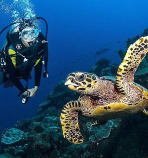 海龟旁边的水中的人