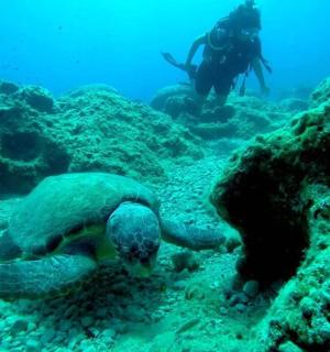 一名潜水员和一只海龟在海洋中