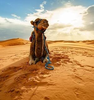 a stuffed camel sitting in the desert