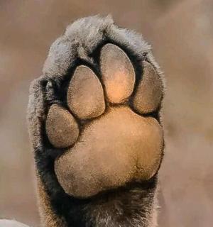 a close up of a penguin foot with a paw