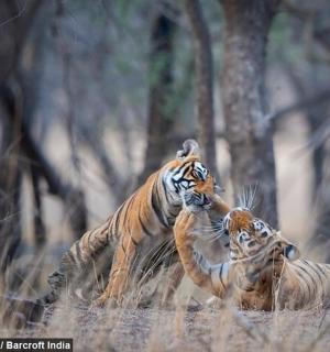 two tigers are playing together in the woods