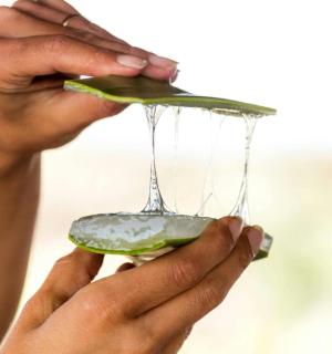 手里拿着三明治的人