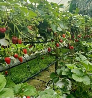 uma fileira de plantas de morango em uma estufa