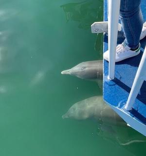 a dolphin in the water next to a boat
