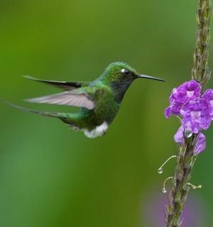 一只蜂鸟在一朵紫色的花旁飞翔