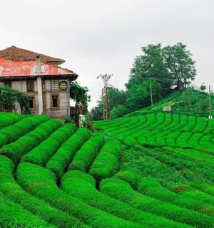 pole zelených rostlin před domem
