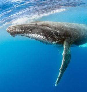 šedá velryba plavající ve vodě