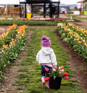 malé dítě procházející se polem tulipánů