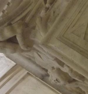 一只狗在天花板的特写