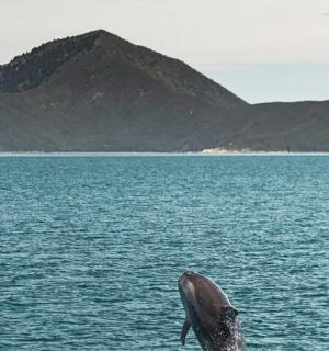 水中海豚，背景为群山