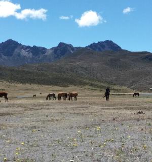 一群马在田野里吃草，背景是群山