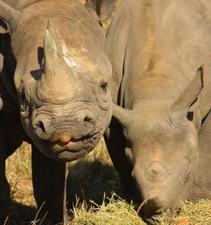 两只犀牛并排站在田野里