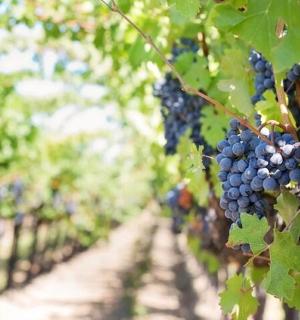 a bunch of grapes hanging in a vineyard