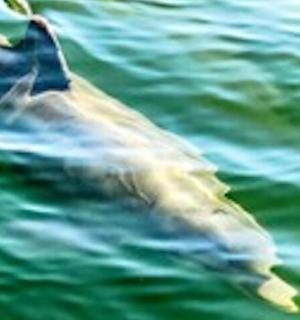 delfín plavající ve vodní ploše