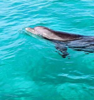 delfín plave v modré vodě