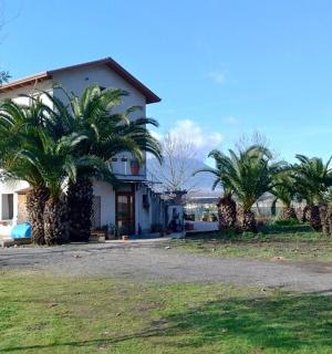 dům s palmami před ním