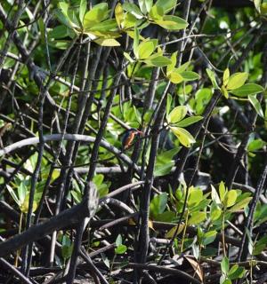 一组长满绿叶的树枝