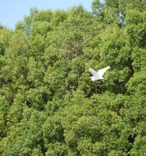 一只白色的鸟在树前飞翔