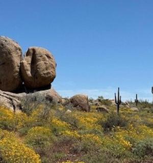 a group of rocks in a field with flowers