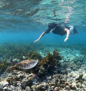 一个人和一只海龟一起在珊瑚礁上游泳