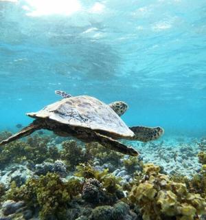 a green sea turtle swimming over a coral reef