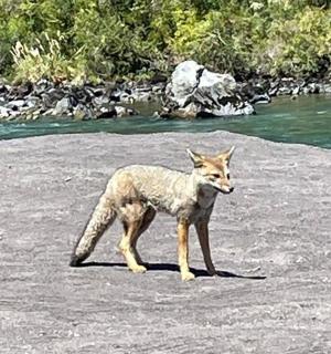 ein Kojote, der an einem Strand neben einem Fluss steht
