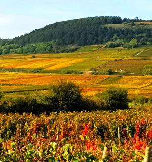 山前的一片花田