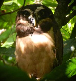 一只鸟坐在树上