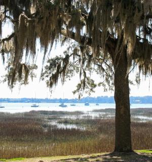 a tree in a field with boats in the water