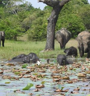 a group of elephants and ducks in a body of water