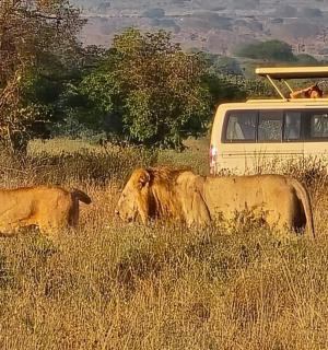两头牛和一辆货车在田野里行走