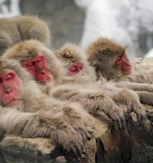 a group of monkeys laying on a rock