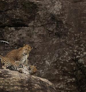a leopard standing on top of a rock