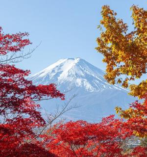 前景是树木覆盖的白雪皑皑的山脉