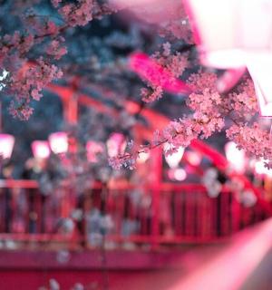 一棵开着粉色花朵的树的特写