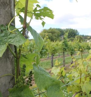 a plant with green leaves growing on a wall