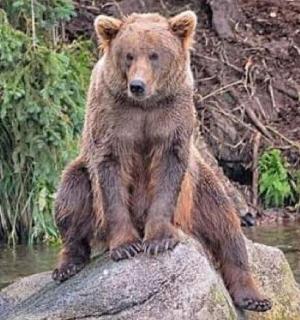 a brown bear sitting on a rock in the water